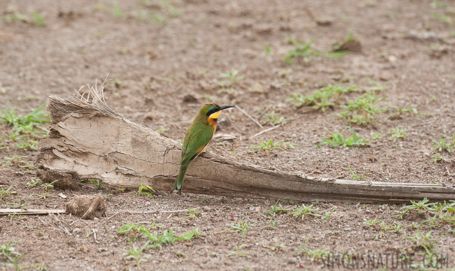 Merops pusillus cyanostictus [550 mm, 1/1000 sec at f / 8.0, ISO 1600]